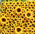Deluxe Yellow Sunflower Backdrops | 090