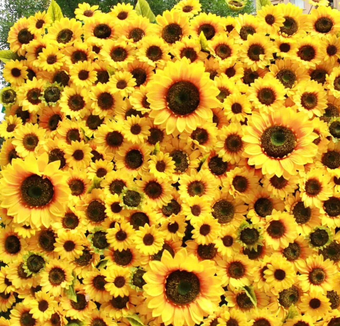 Deluxe Yellow Sunflower Backdrops | 090