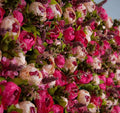 Light & Dark Pink Peony Flower Backdrops | 173