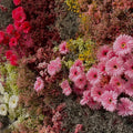 Pink, Brown, Red & Yellow Premium Flower Backdrops | 132