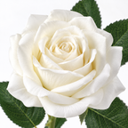 Premium Artificial Rose Stem | White