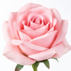 Real Touch Artificial Rose Stem – Light Pink