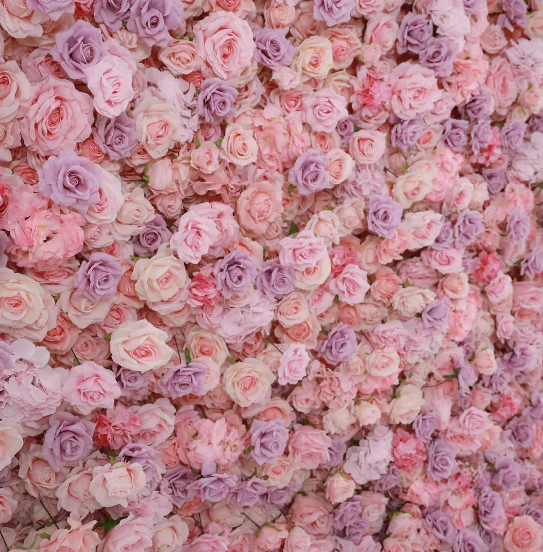 Premium Purple and Pink Wild Rose Flower Backdrops | 610