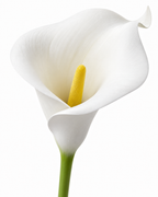 Real Touch Calla Lily Stem | White