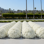 Classic White Rose Hydrangea Backdrop | 001