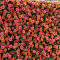 Orange and Hot Pink Deluxe Wild Rose Premium Flower Wall - 181