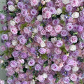 Light Purple Wild Rose Premium Flower Backdrops | 133