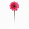 Real Touch Daisy Stem | Bright Pink